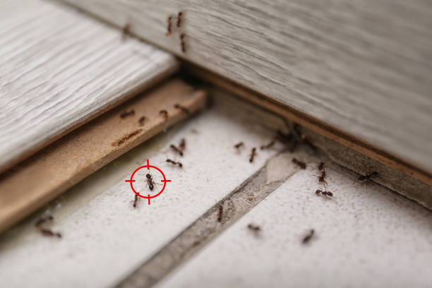 Best Termite Control Services  in Jourdanton, TX