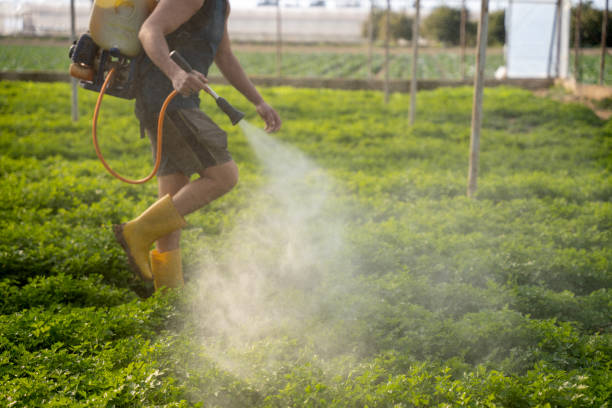Best Wasp Removal Services  in Jourdanton, TX