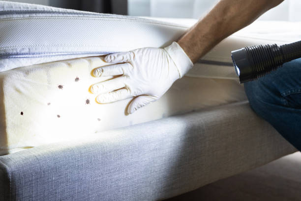 Best Bed Bug Extermination  in Jourdanton, TX